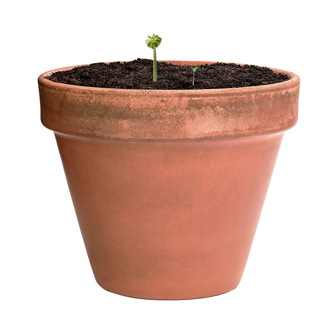 Bombón Semillas 4