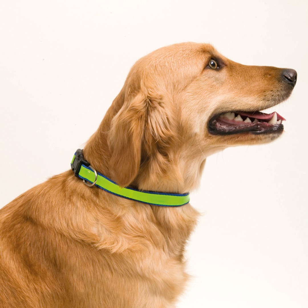 Collar 2